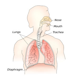 Diaphragmatic breathing - where is the diaphragm