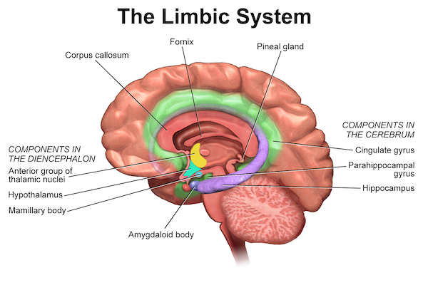 aromatherapy massage - the limbic system