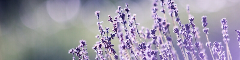 lavender essential oils