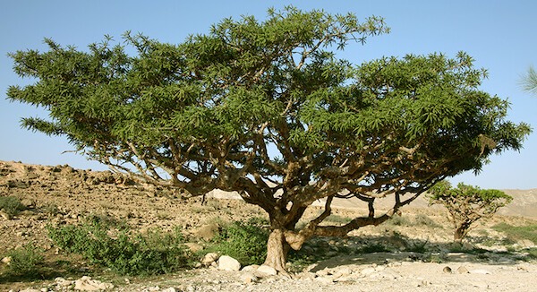 frankincense tree