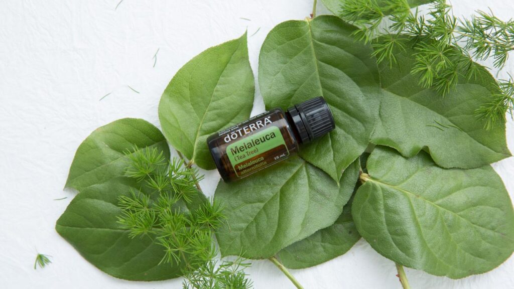 Tea Tree Oil: A Timeless Remedy with Modern Applications